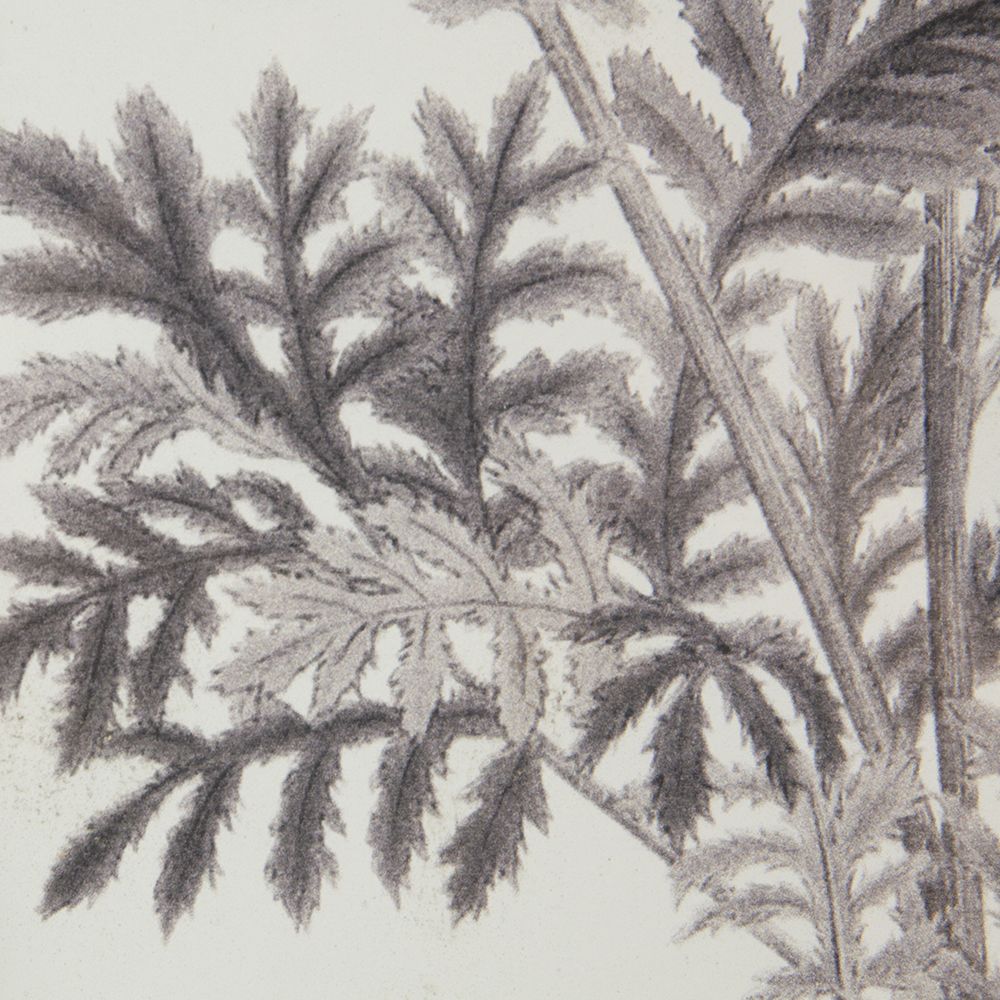 Botanical Wall Art Prints, Set of 4 — view 3