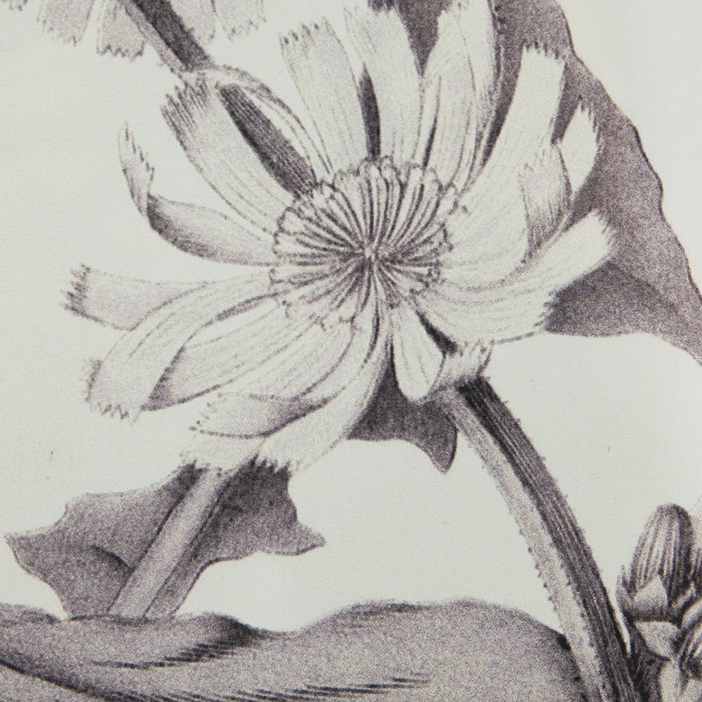 Botanical Wall Art Prints, Set of 4 — view 4